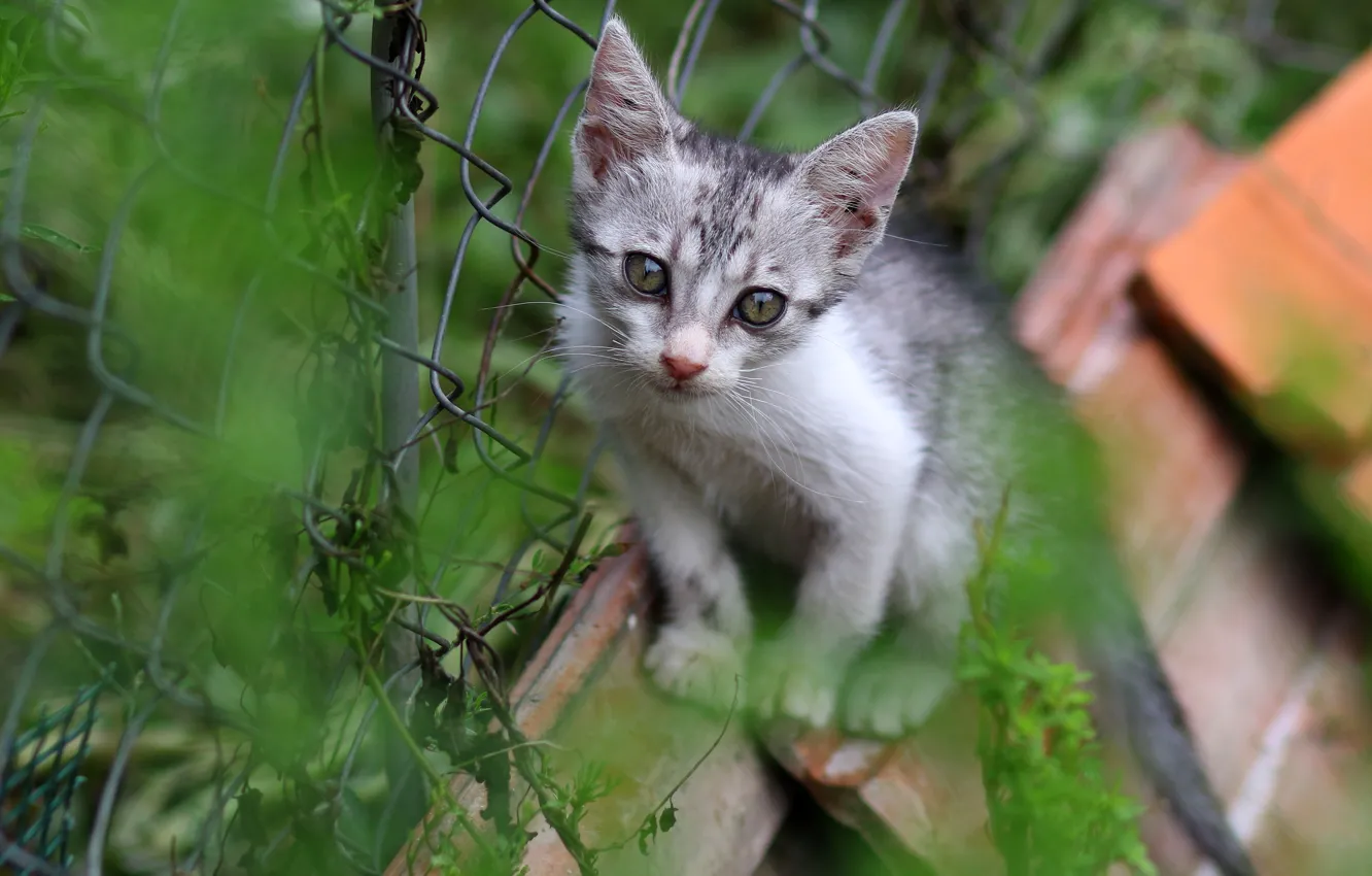 Photo wallpaper cat, summer, grass, eyes, look, pose, kitty, mesh