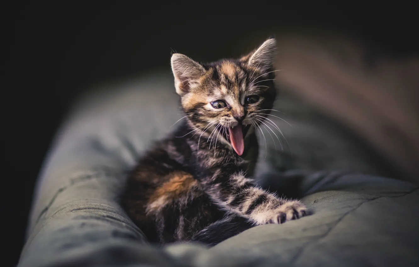 Photo wallpaper language, mustache, kitty, grey, baby, striped, yawning