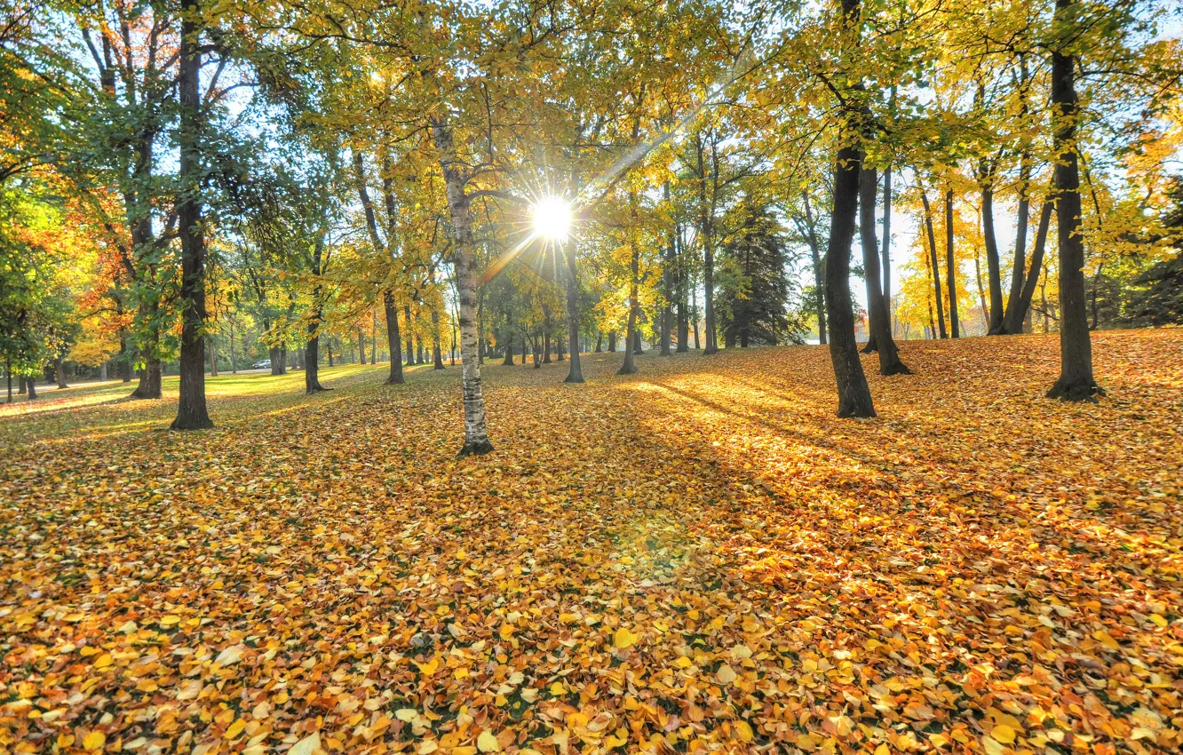 Photo wallpaper leaves, the sun, trees, sunshine, trees, leaves