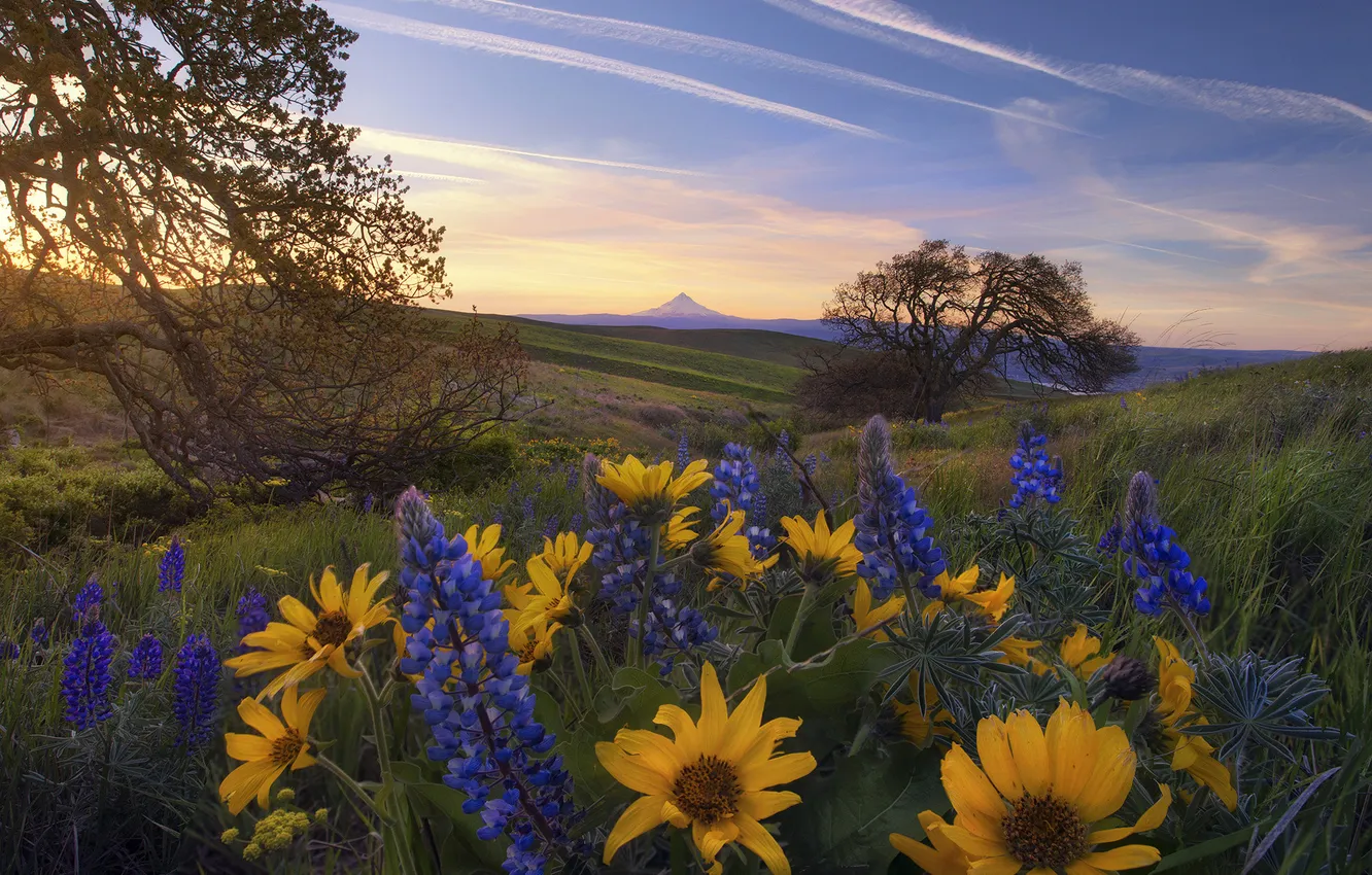 Photo wallpaper field, the sky, clouds, trees, flowers, mountains, branches, blue