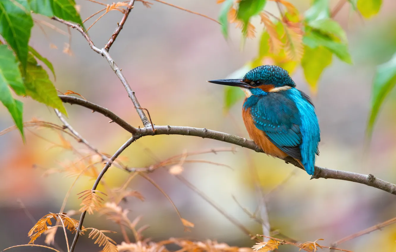 Photo wallpaper leaves, bokeh, autumn leaves, autumn, bird, branches, Kingfisher