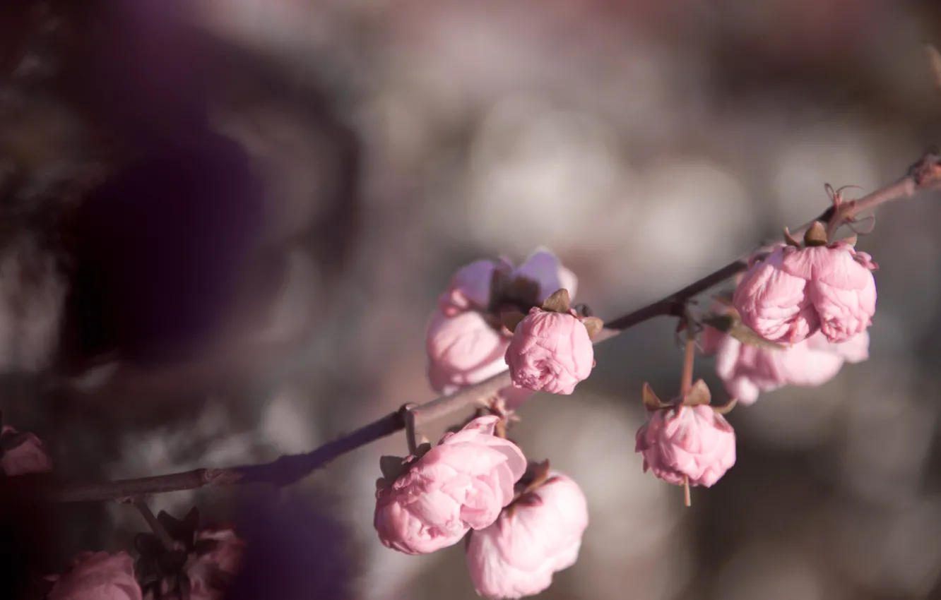 Photo wallpaper flowers, pink, tenderness, roses, spring