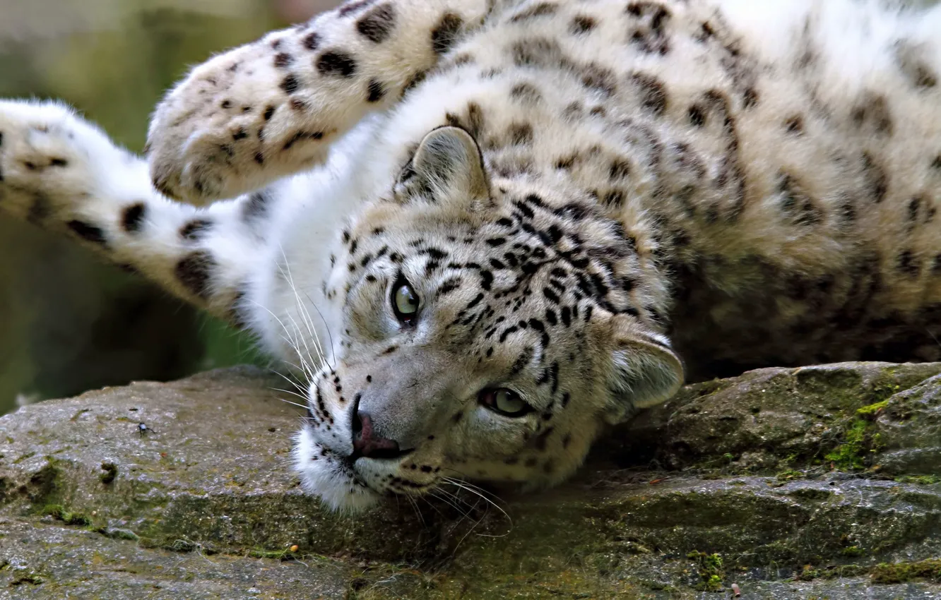 Photo wallpaper look, face, stones, the game, lies, IRBIS, snow leopard, snow leopard