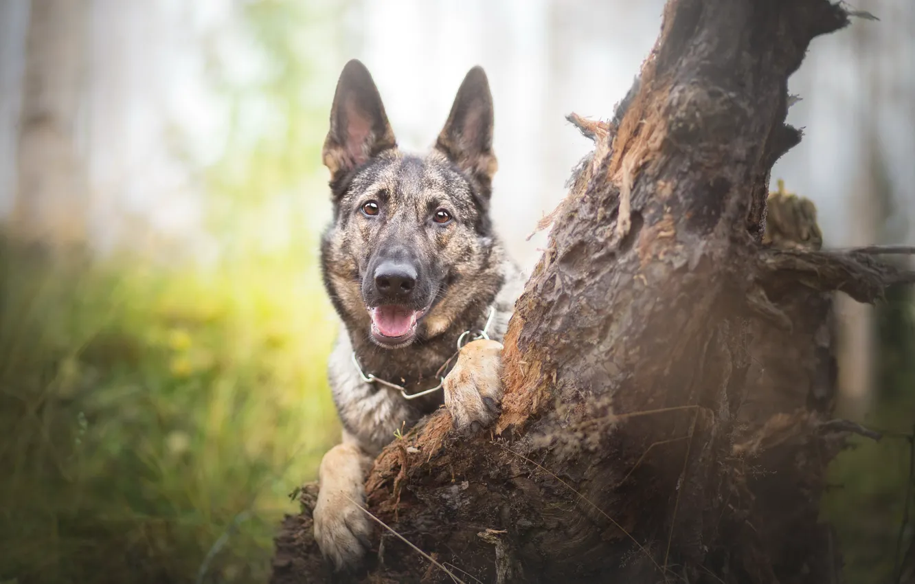 Photo wallpaper look, each, dog