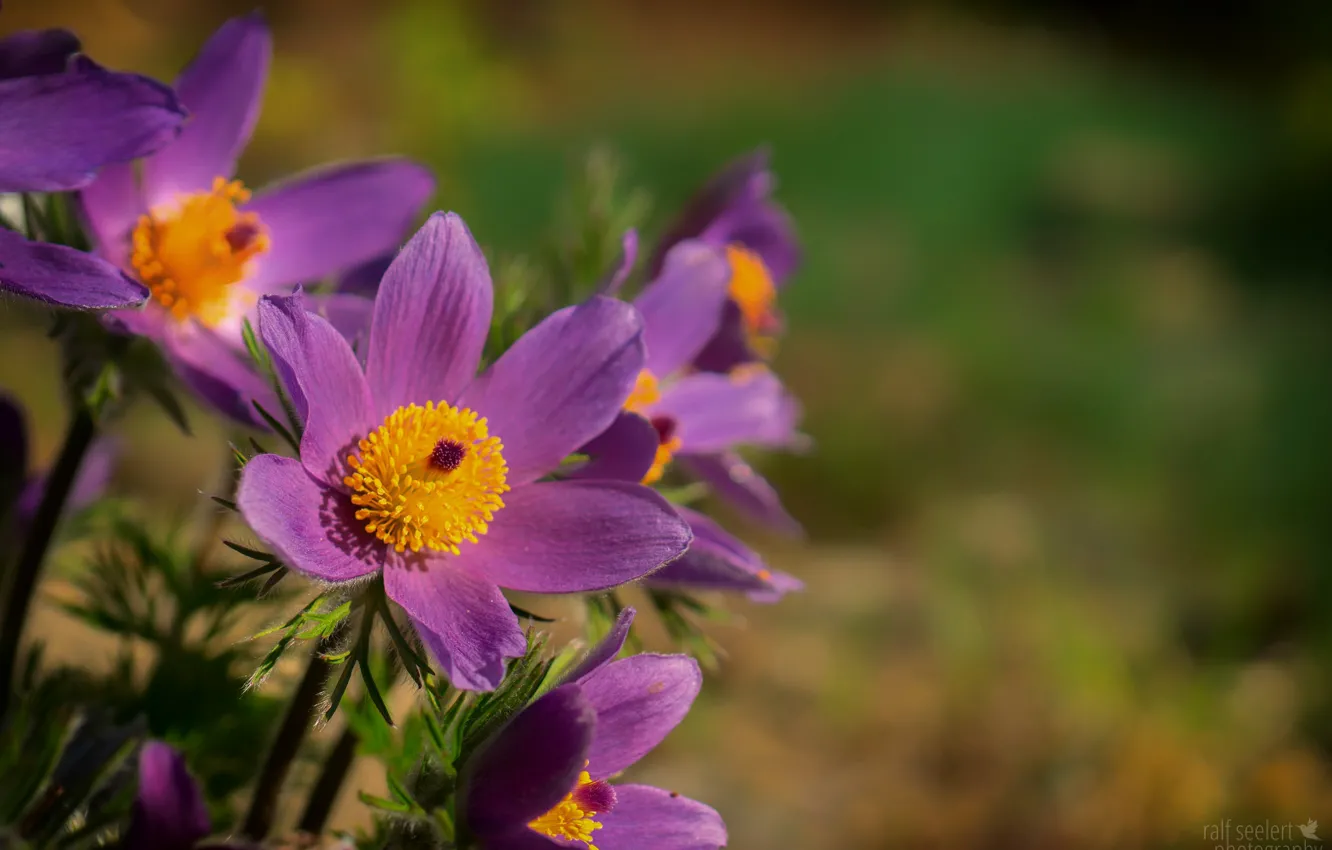 Photo wallpaper petals, anemones, sleep-grass, cross