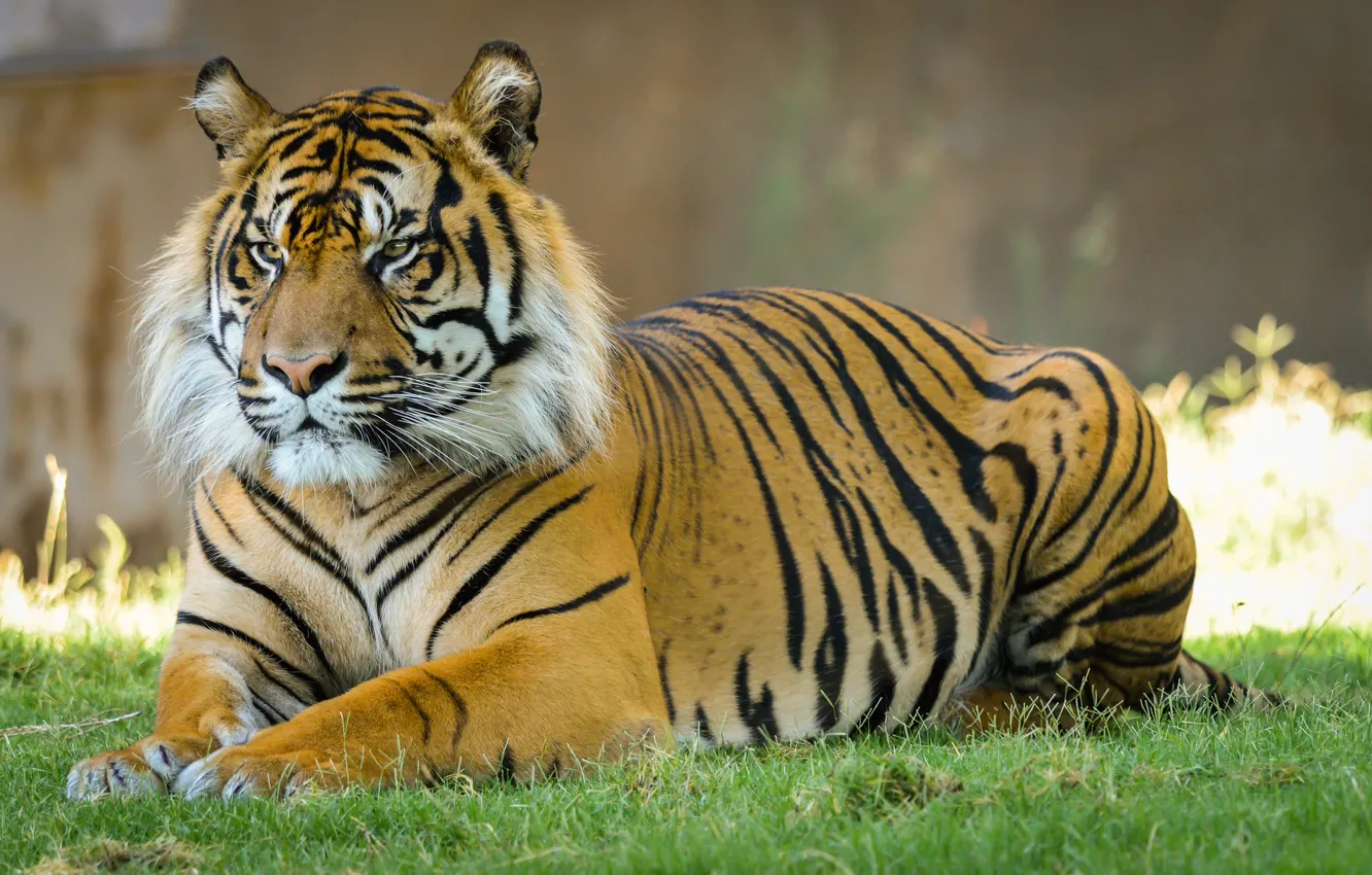 Photo wallpaper cat, grass, tiger, Sumatran