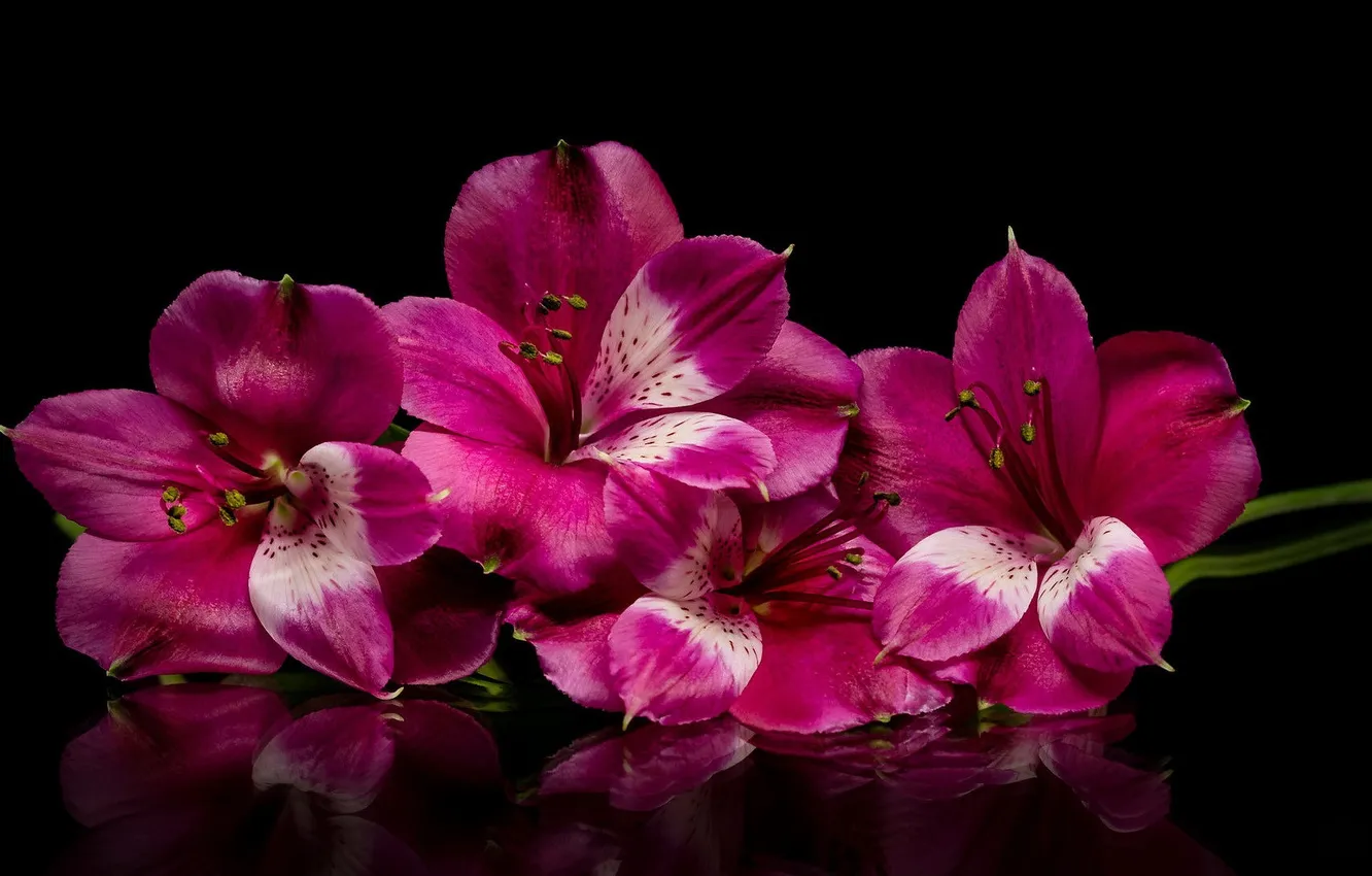 Photo wallpaper flowers, black background, Alstroemeria