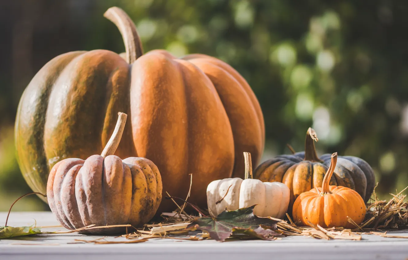 Photo wallpaper autumn, leaves, light, Board, harvest, large, small, pumpkin