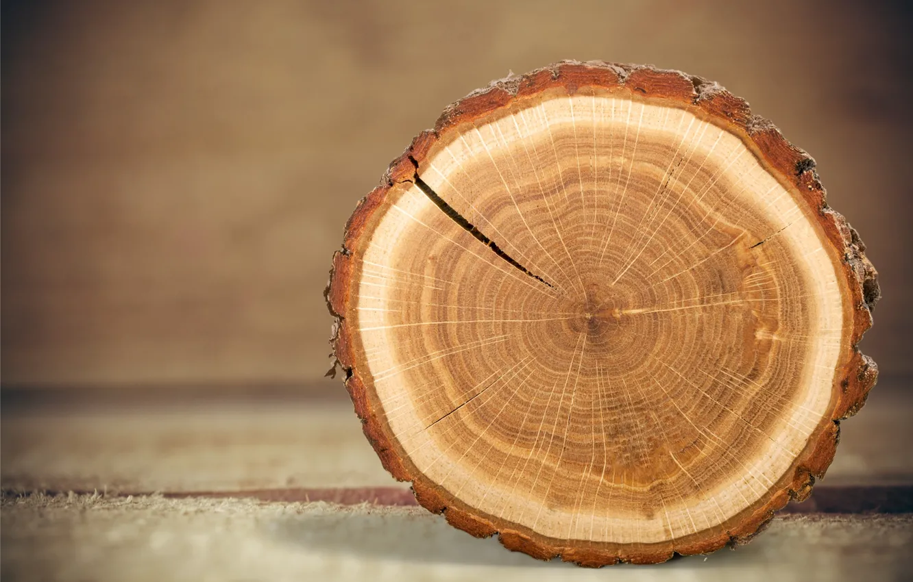 Photo wallpaper wood, tree, trunk