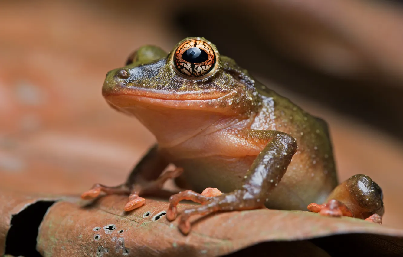 Photo wallpaper eyes, look, macro, pose, bumps, background, leaf, frog