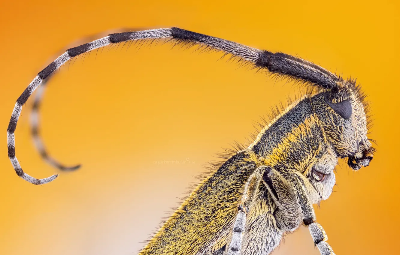 Photo wallpaper mustache, background, beetle