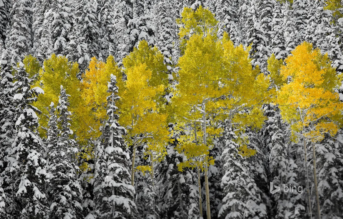 Photo wallpaper autumn, forest, leaves, snow, spruce, Colorado, USA, aspen