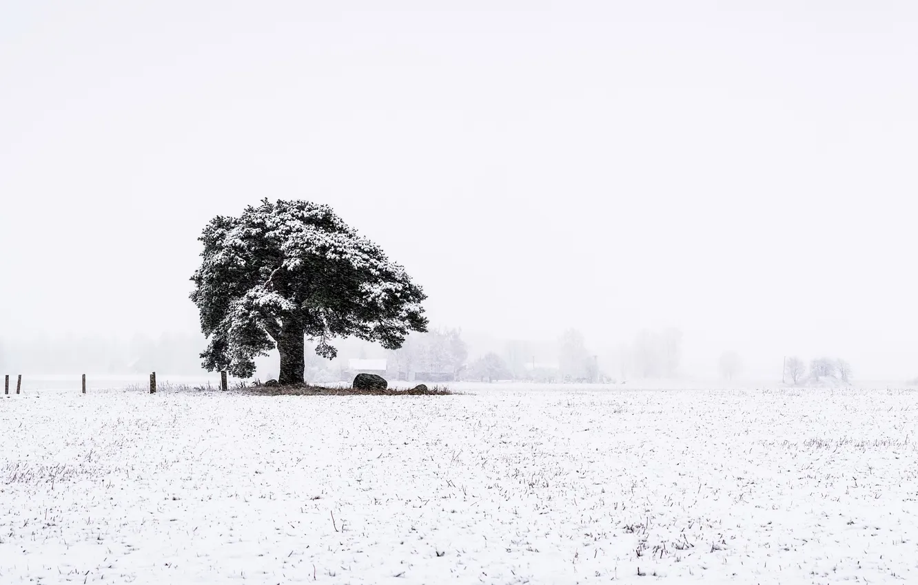 Photo wallpaper landscape, nature, First snow