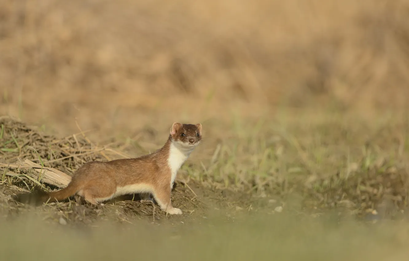 Photo wallpaper look, muzzle, Freda, ferret