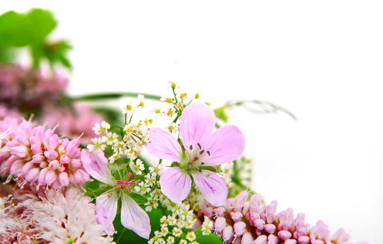 Photo wallpaper greens, flowers, petals, pistils