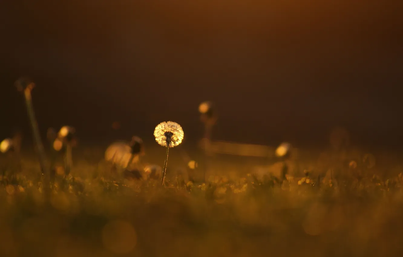 Photo wallpaper grass, macro, light, flowers, dandelion, lawn, glade, color