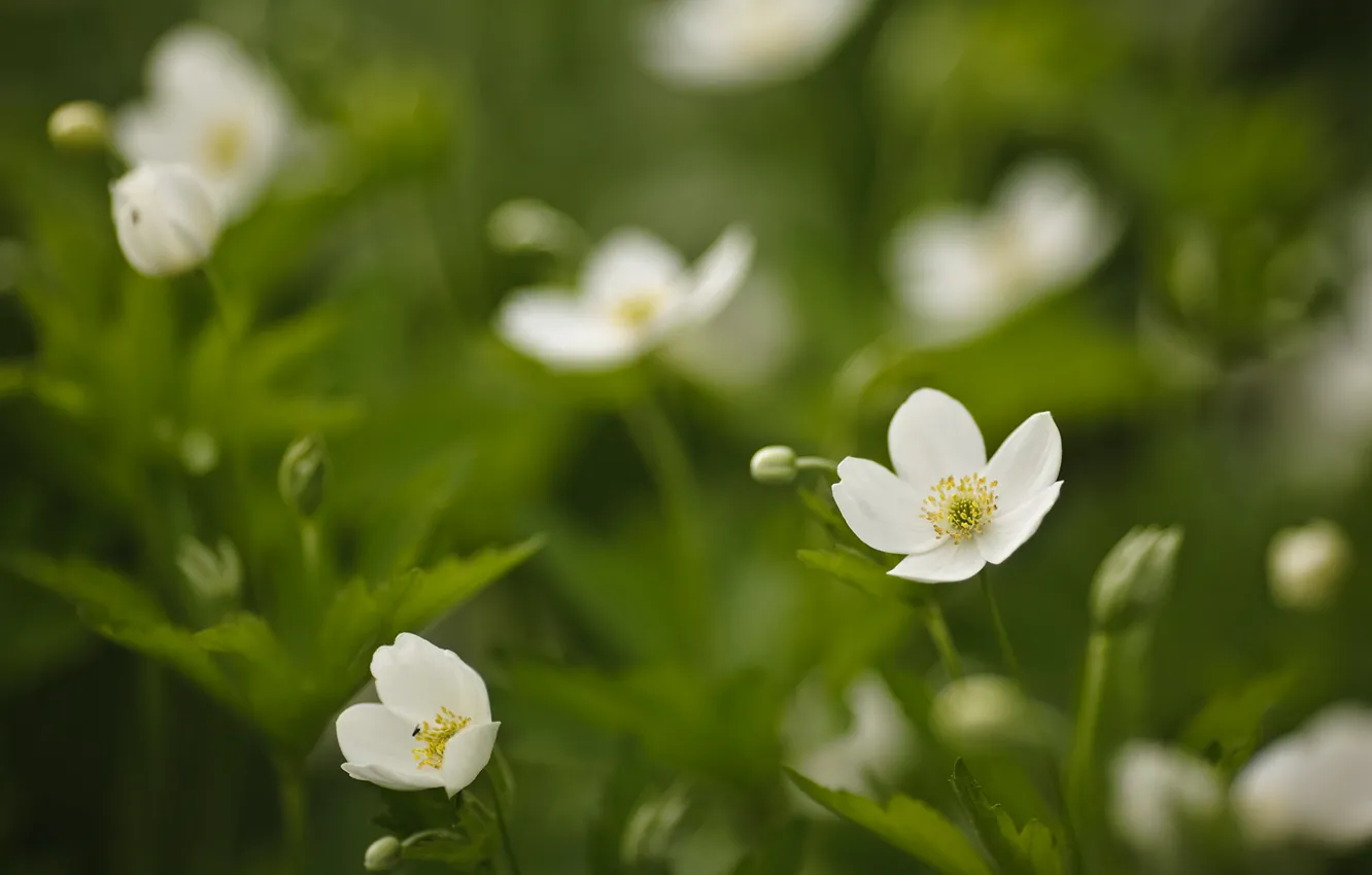 Photo wallpaper grass, flowers, green, white
