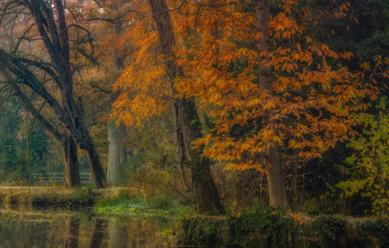 Photo wallpaper autumn, trees, landscape, nature, pond, Park, channel, Holland
