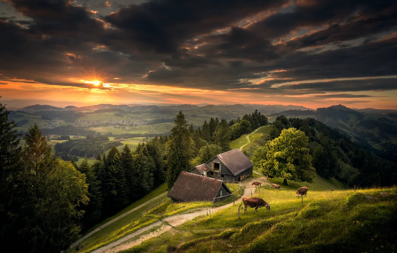 Photo wallpaper clouds, mountains, hills, cows