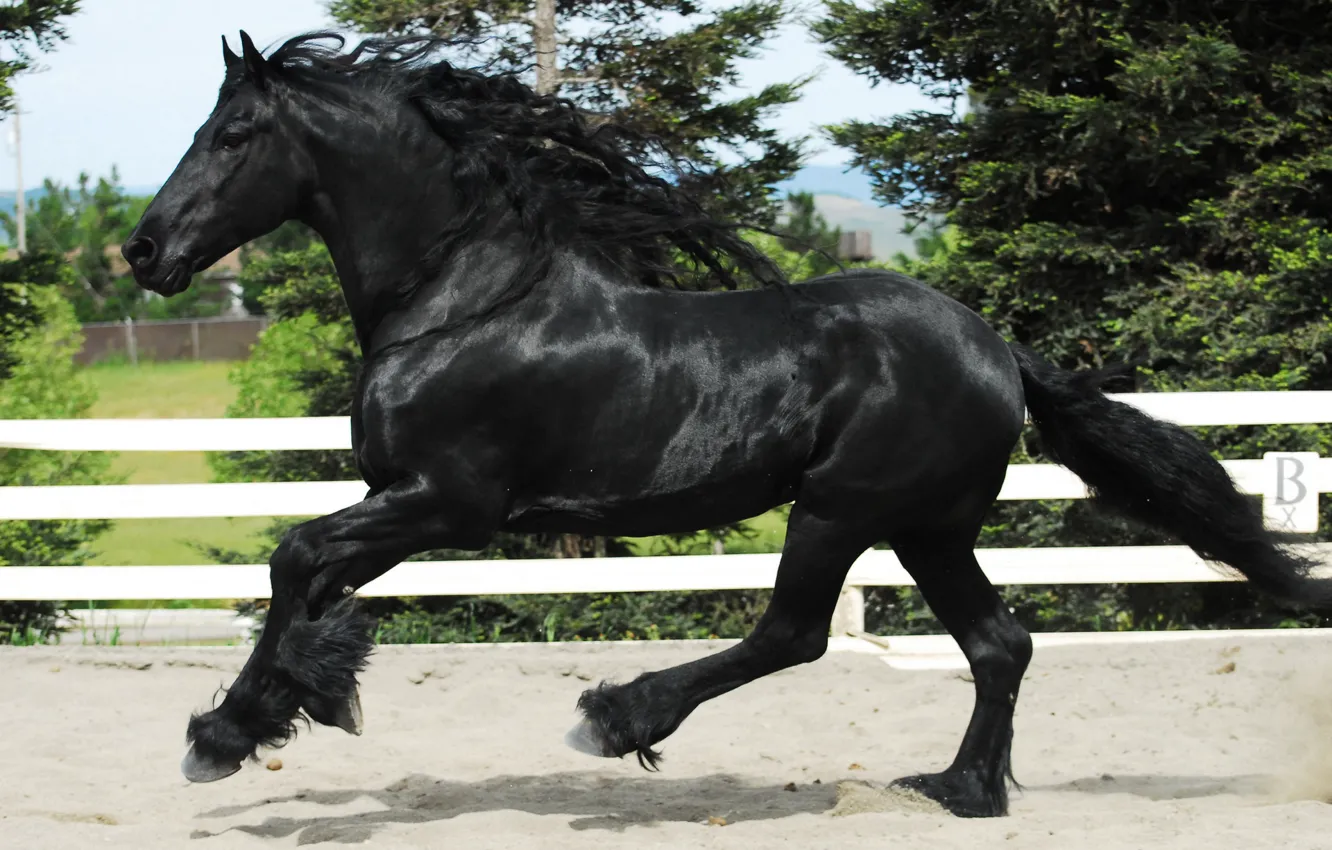 Photo wallpaper horse, horse, frieze