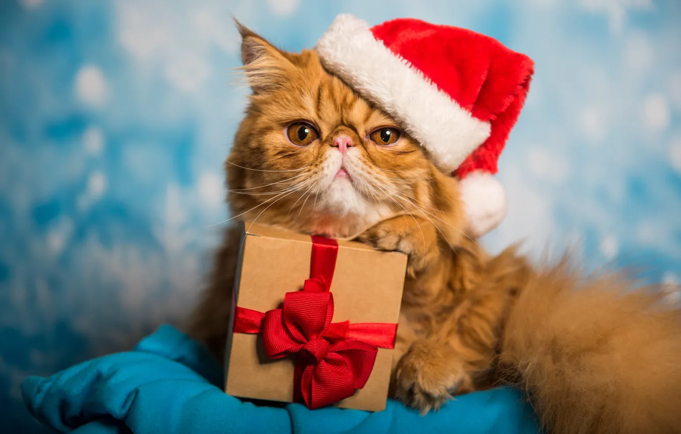 Photo wallpaper cat, cat, look, face, red, pose, holiday, box