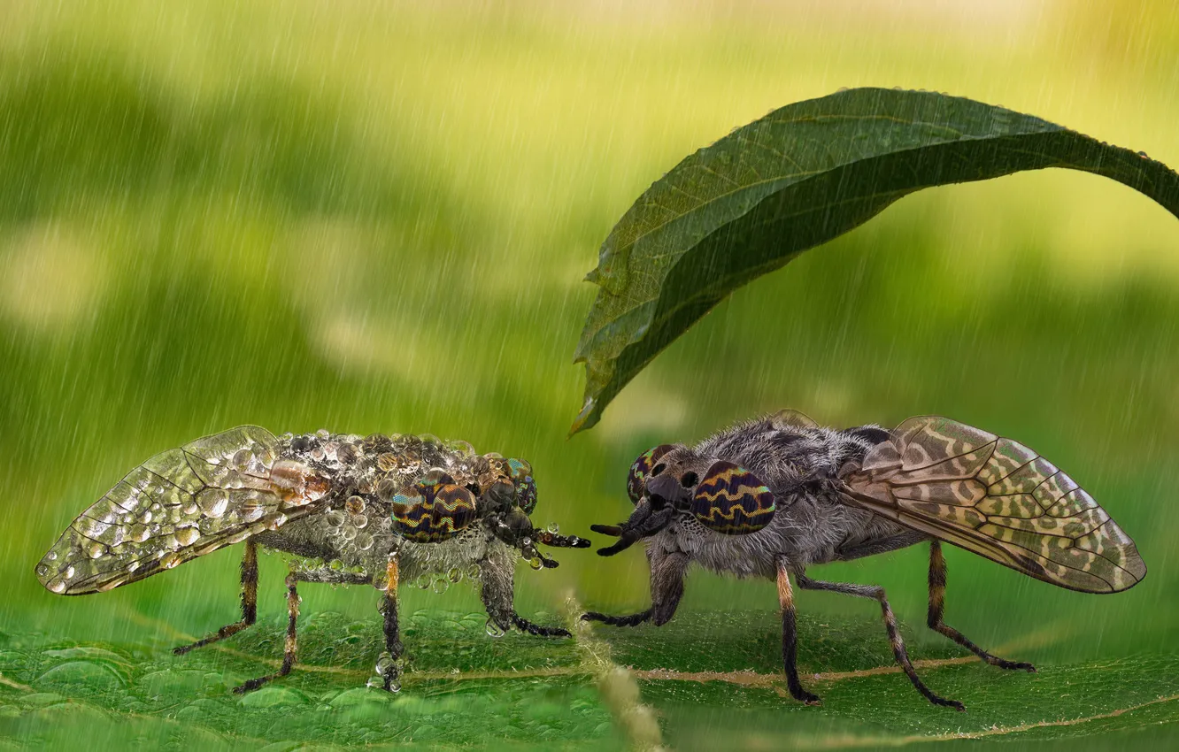 Photo wallpaper macro, background, insect, a couple