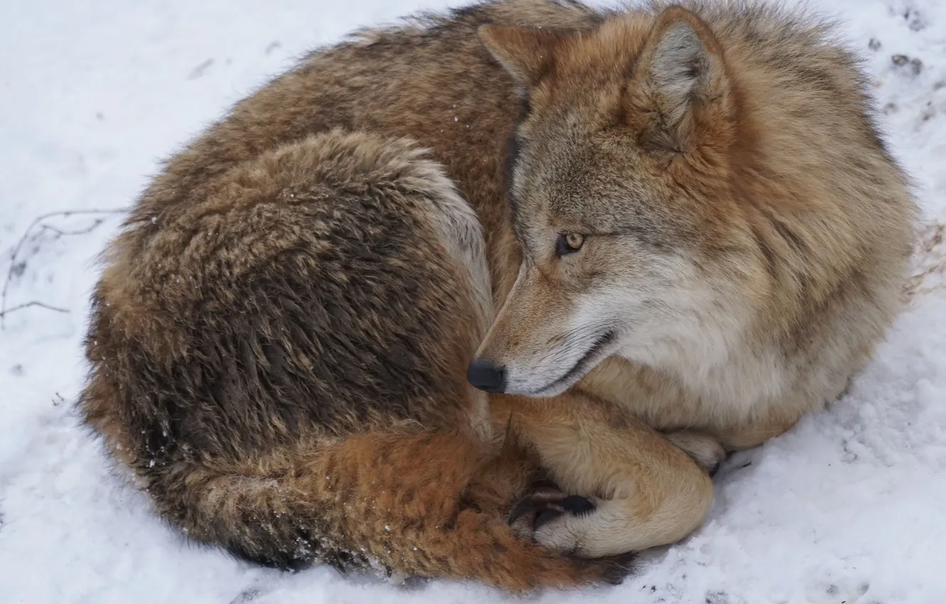 Photo wallpaper Predator, nature, snow, face, animal, wolf, canis lupus, wildlife