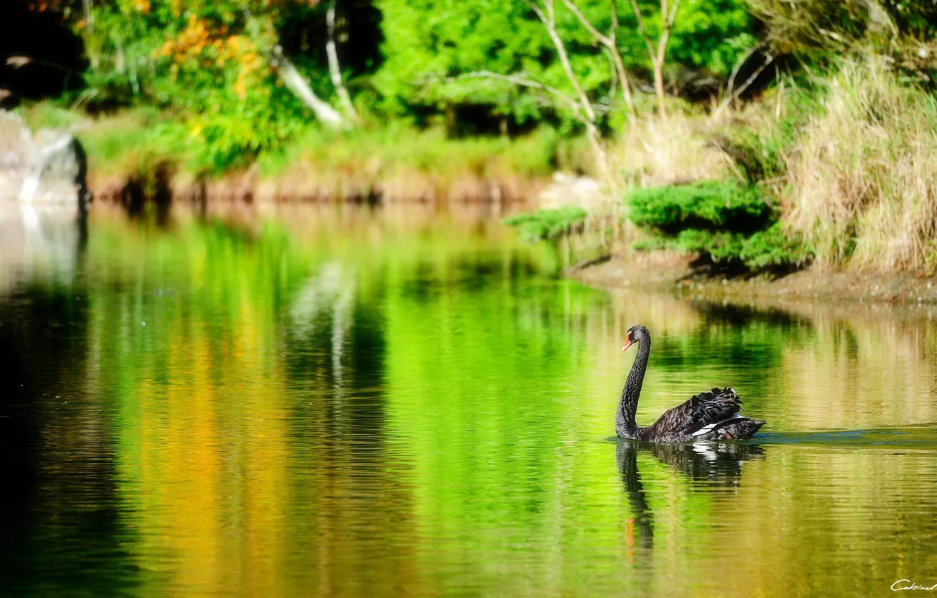 Photo wallpaper lake, pond, bird, black, Swan