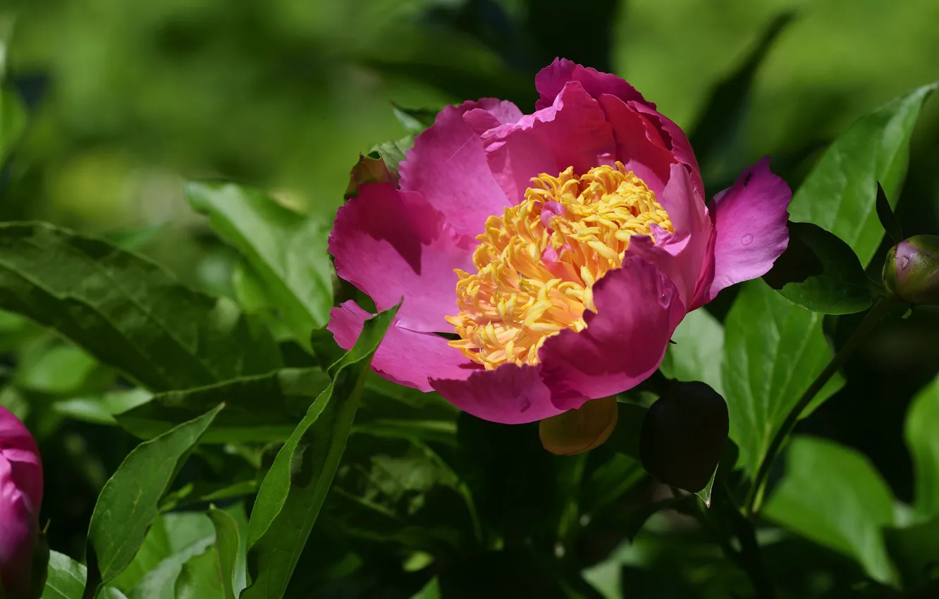 Photo wallpaper macro, petals, peonies