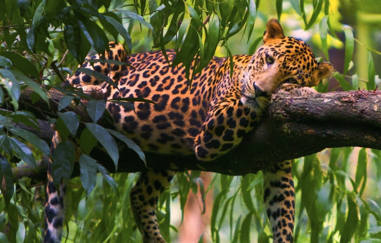 Photo wallpaper trees, nature, animal, stay, plant, predator, jungle, leopard
