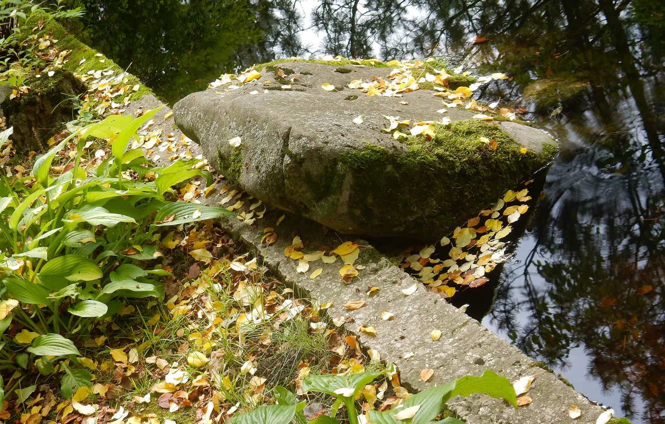 Photo wallpaper autumn, grass, leaves, nature, stones, widescreen, plant, wallpaper