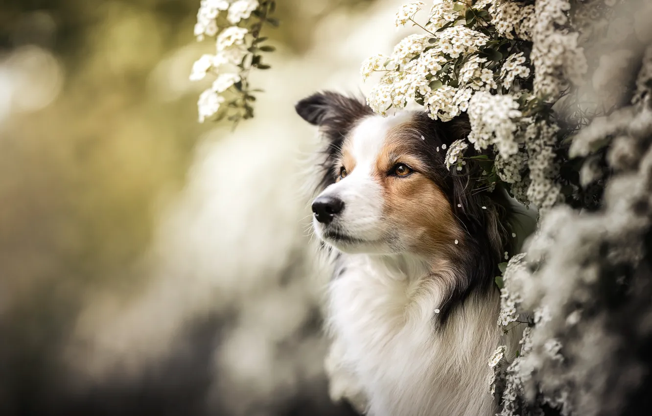 Photo wallpaper face, flowers, portrait, dog, hawthorn
