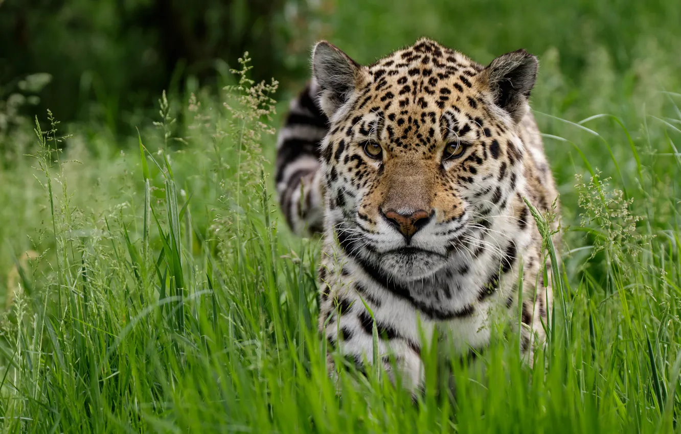 Photo wallpaper grass, look, face, portrait, Jaguar