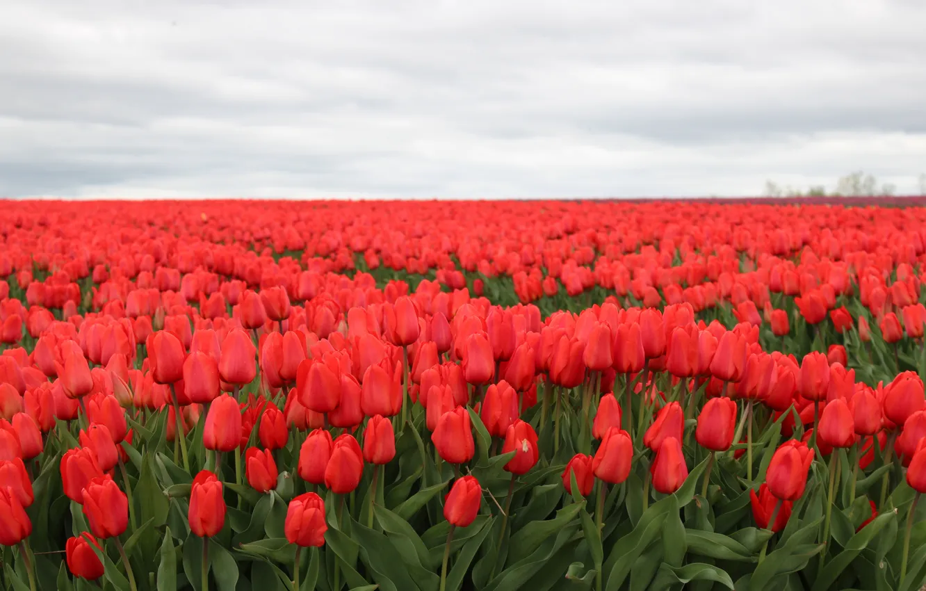 Photo wallpaper summer, flowers, tulips