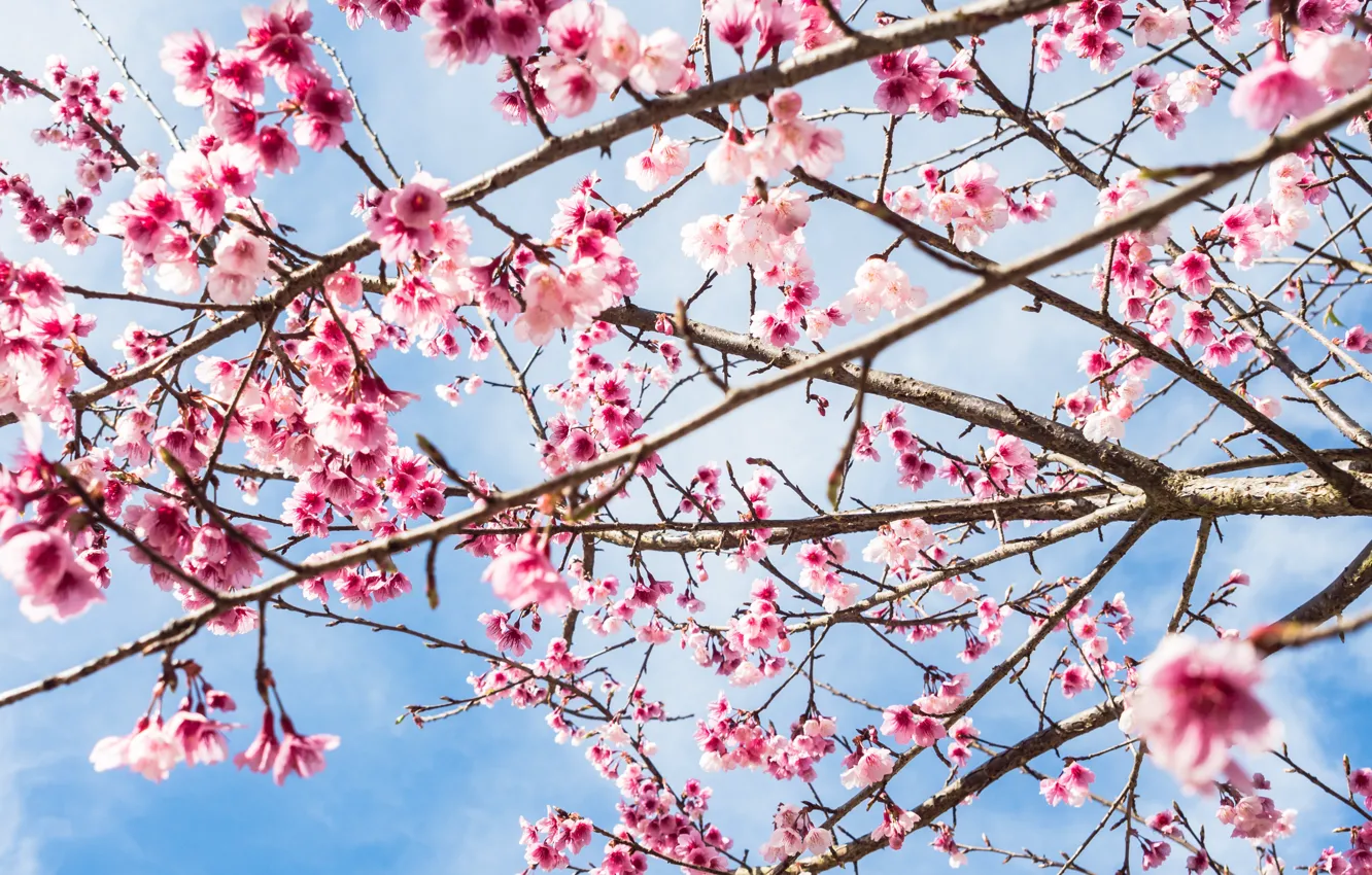 Photo wallpaper the sky, branches, spring, Sakura, flowering, pink, blossom, sakura