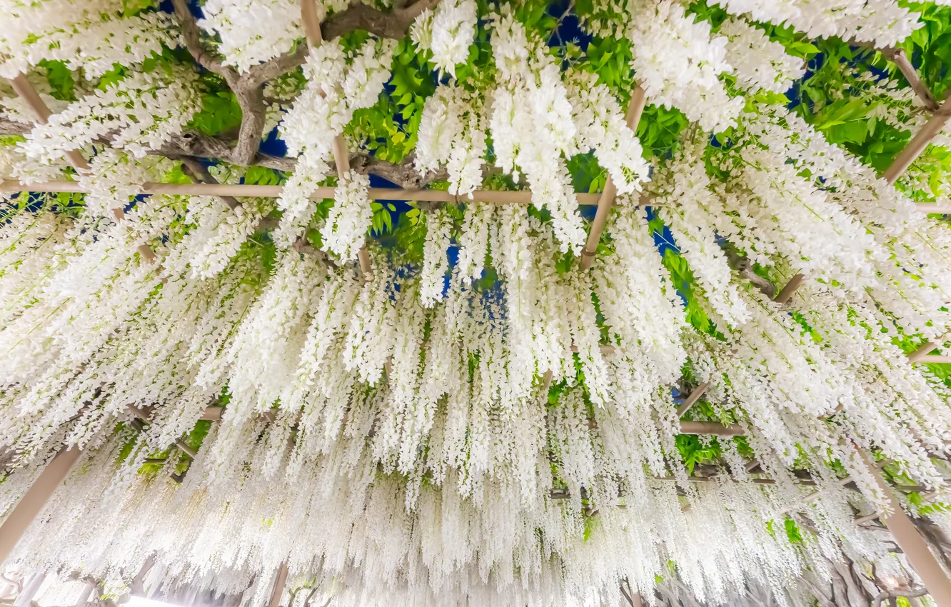 Photo wallpaper white, vines, Wisteria, Wisteria