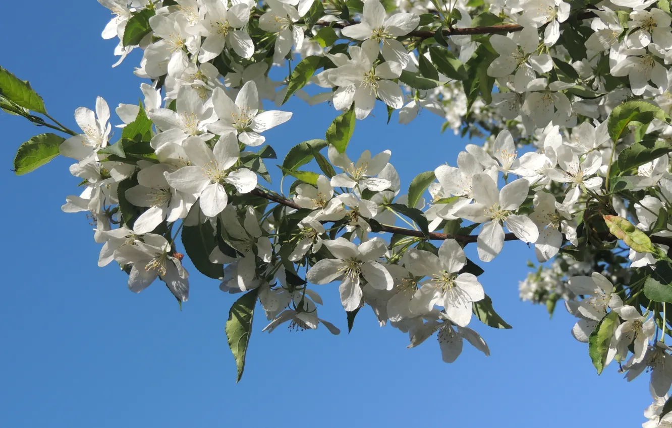 Photo wallpaper white, the sky, blue, color, Apple