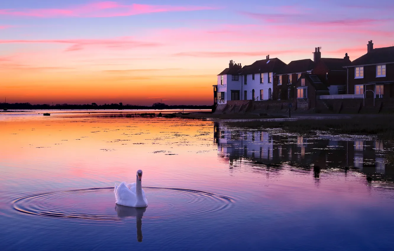 Photo wallpaper sunset, lake, Swan
