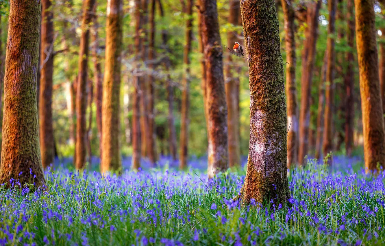 Photo wallpaper forest, trees, landscape, flowers, nature, England, bells