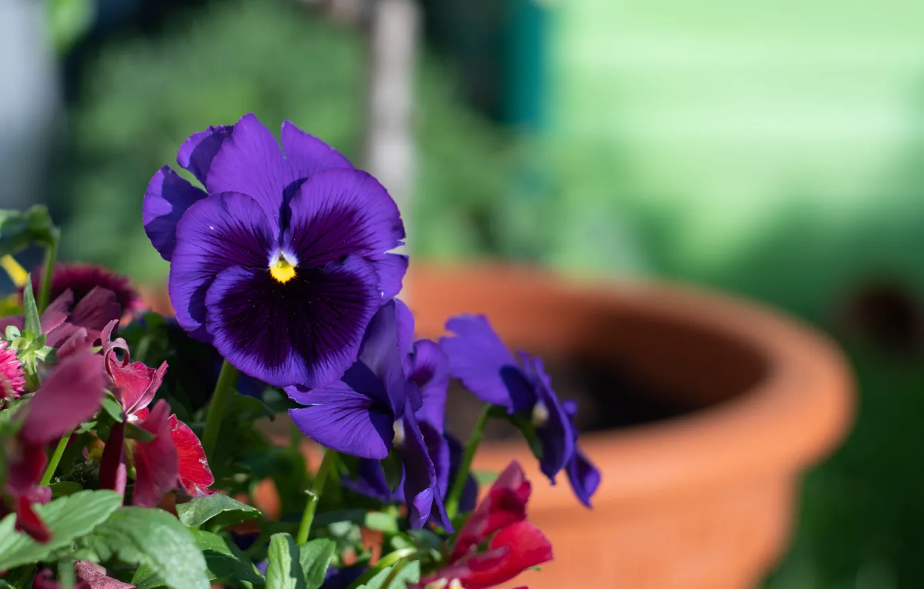 Photo wallpaper flowers, garden, purple, pot, Pansy, blurred background, violet, viola