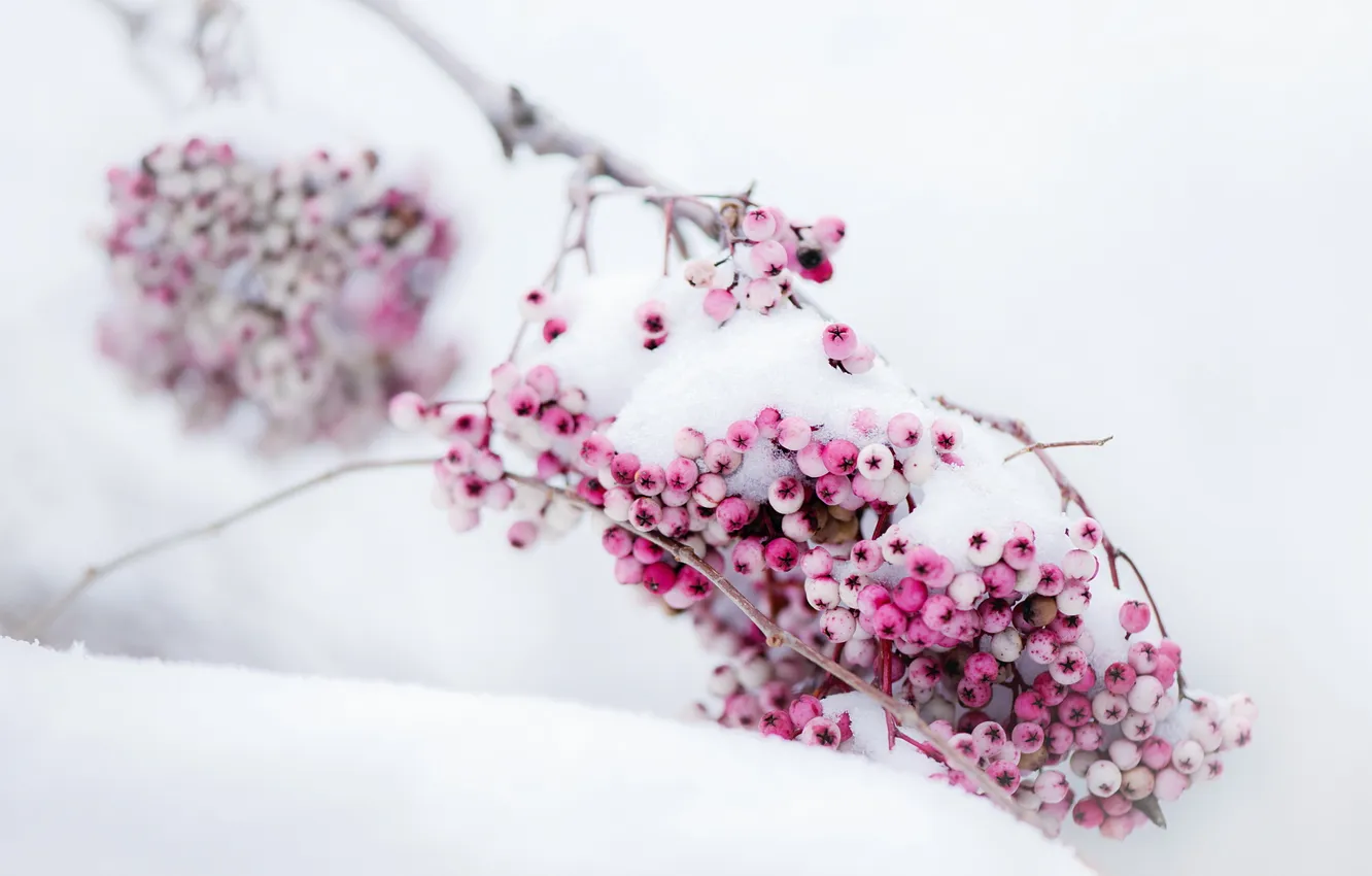 Photo wallpaper snow, nature, Berries
