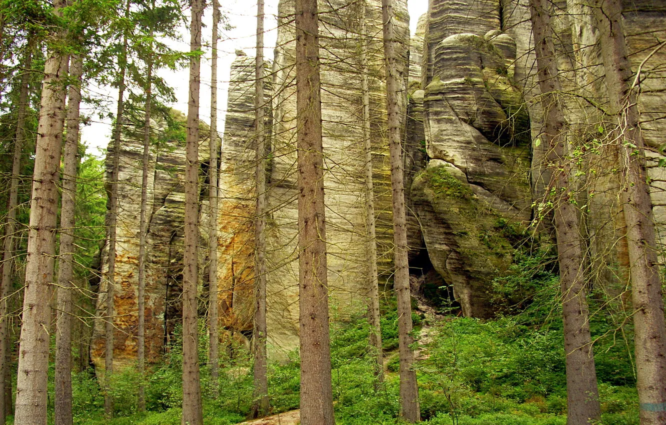 Photo wallpaper forest, grass, trees, stones, rocks, the bushes