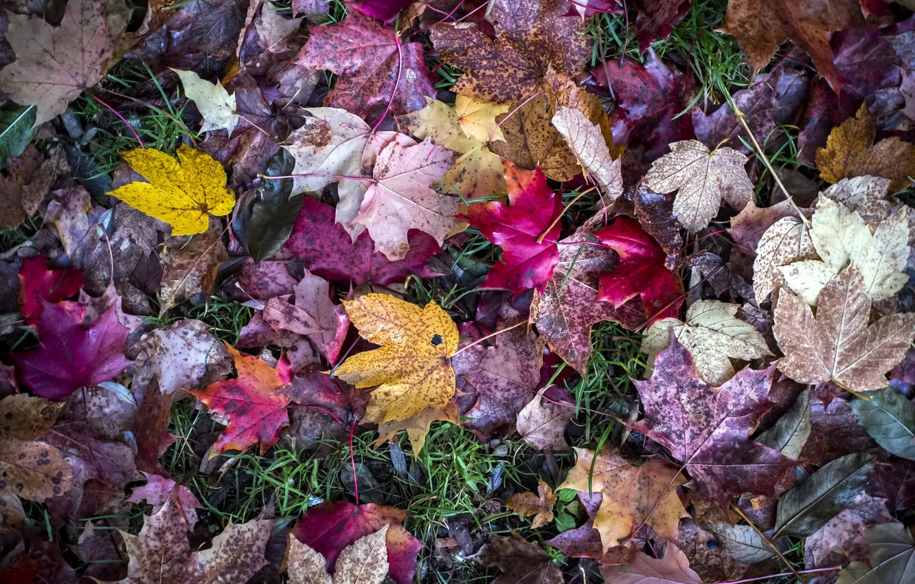 Photo wallpaper autumn, leaves, nature