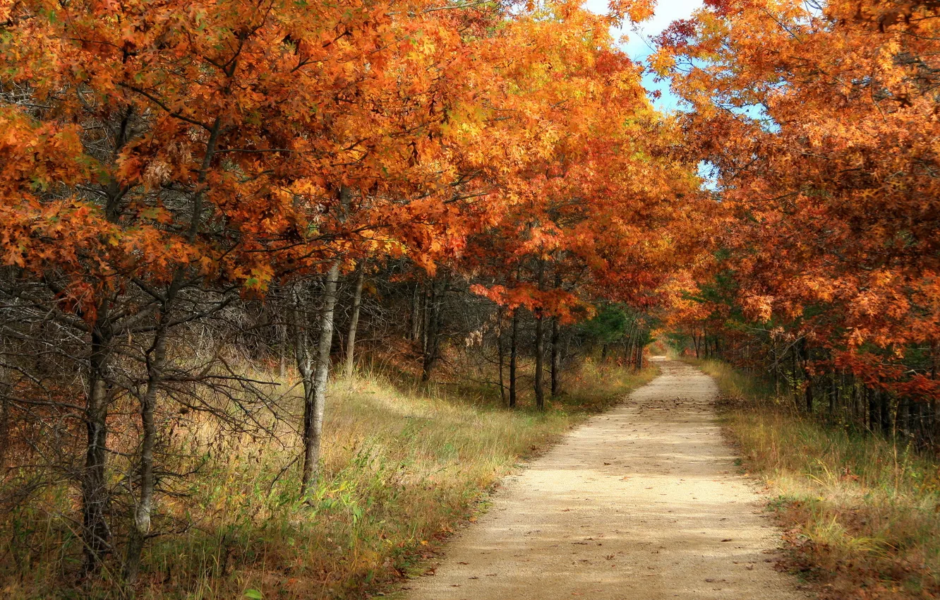 Photo wallpaper road, autumn, forest