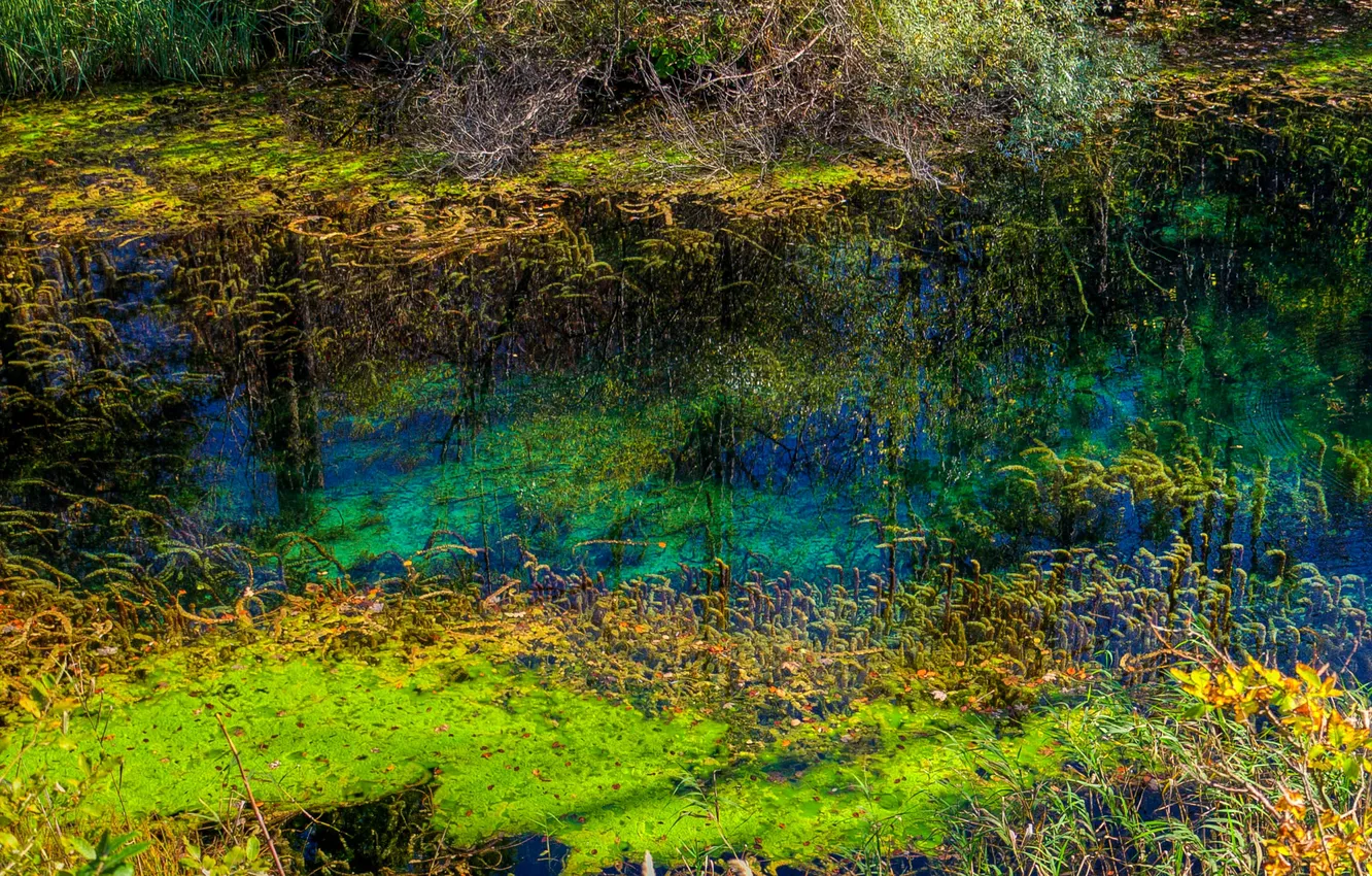 Photo wallpaper grass, nature, lake, photo