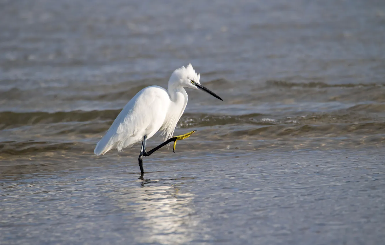 Photo wallpaper water, bird, beak, white egret