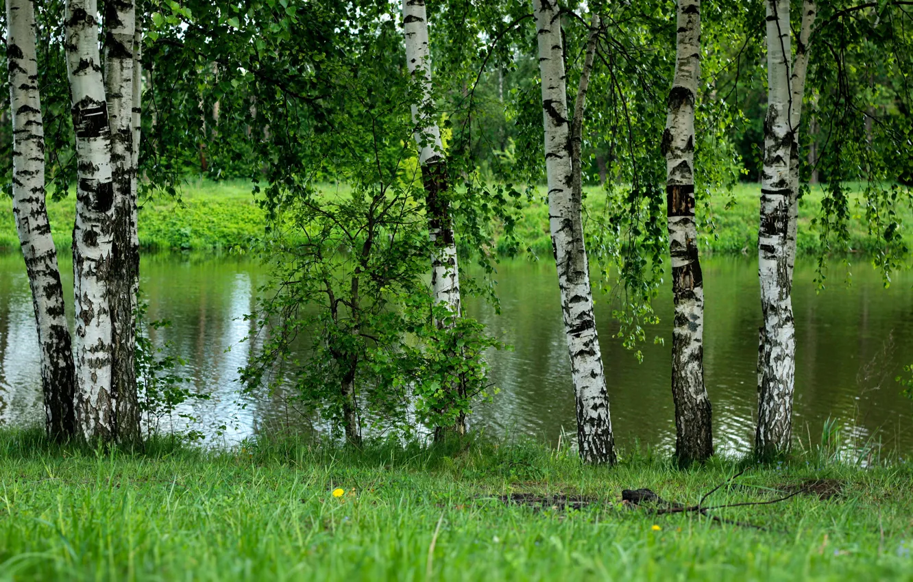 Photo wallpaper greens, trees, birch