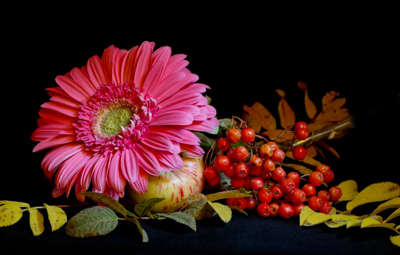 Photo wallpaper autumn, flower, leaves, Apple, still life, Rowan, gerbera