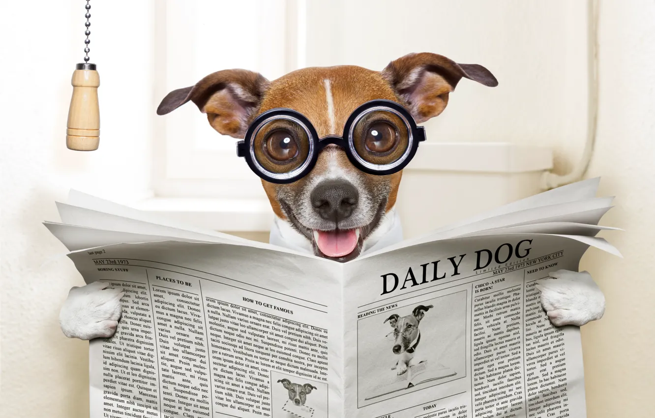 Photo wallpaper face, humor, glasses, newspaper, toilet, sitting, reads, happy