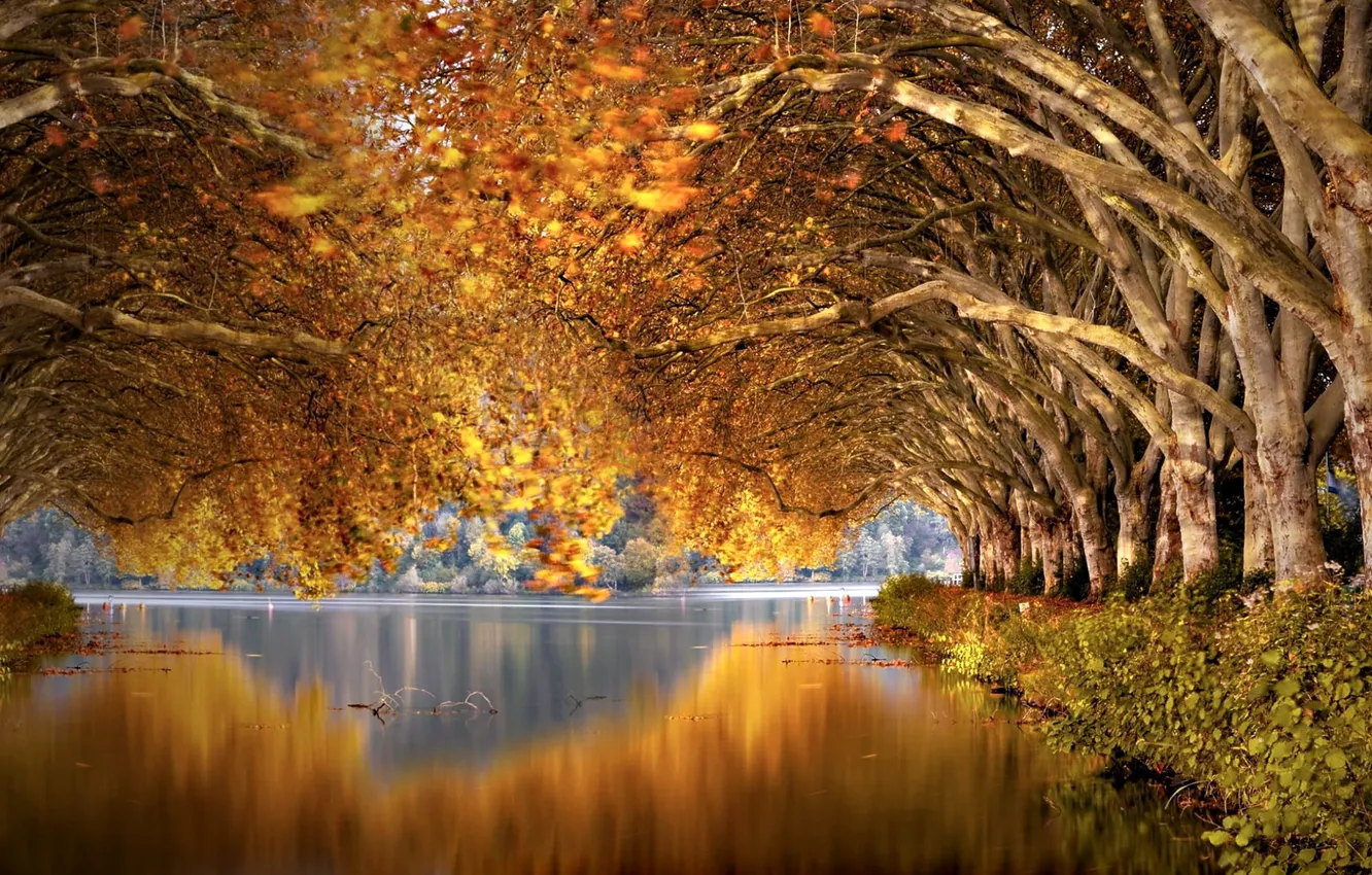 Photo wallpaper autumn, trees, channel, the tunnel